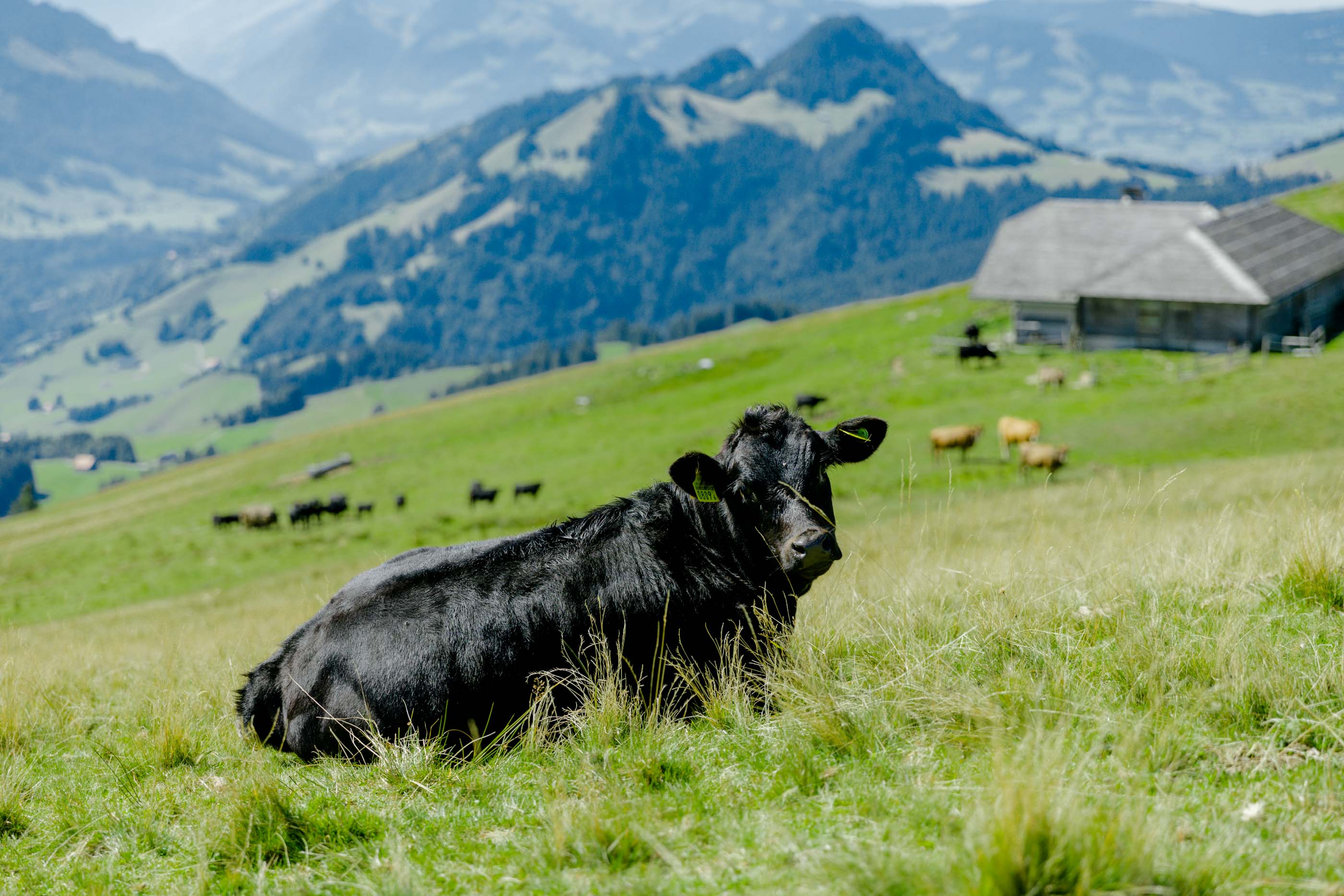 Nachhaltiges Schweizer Bio Beef